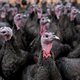 Flock of wild turkeys